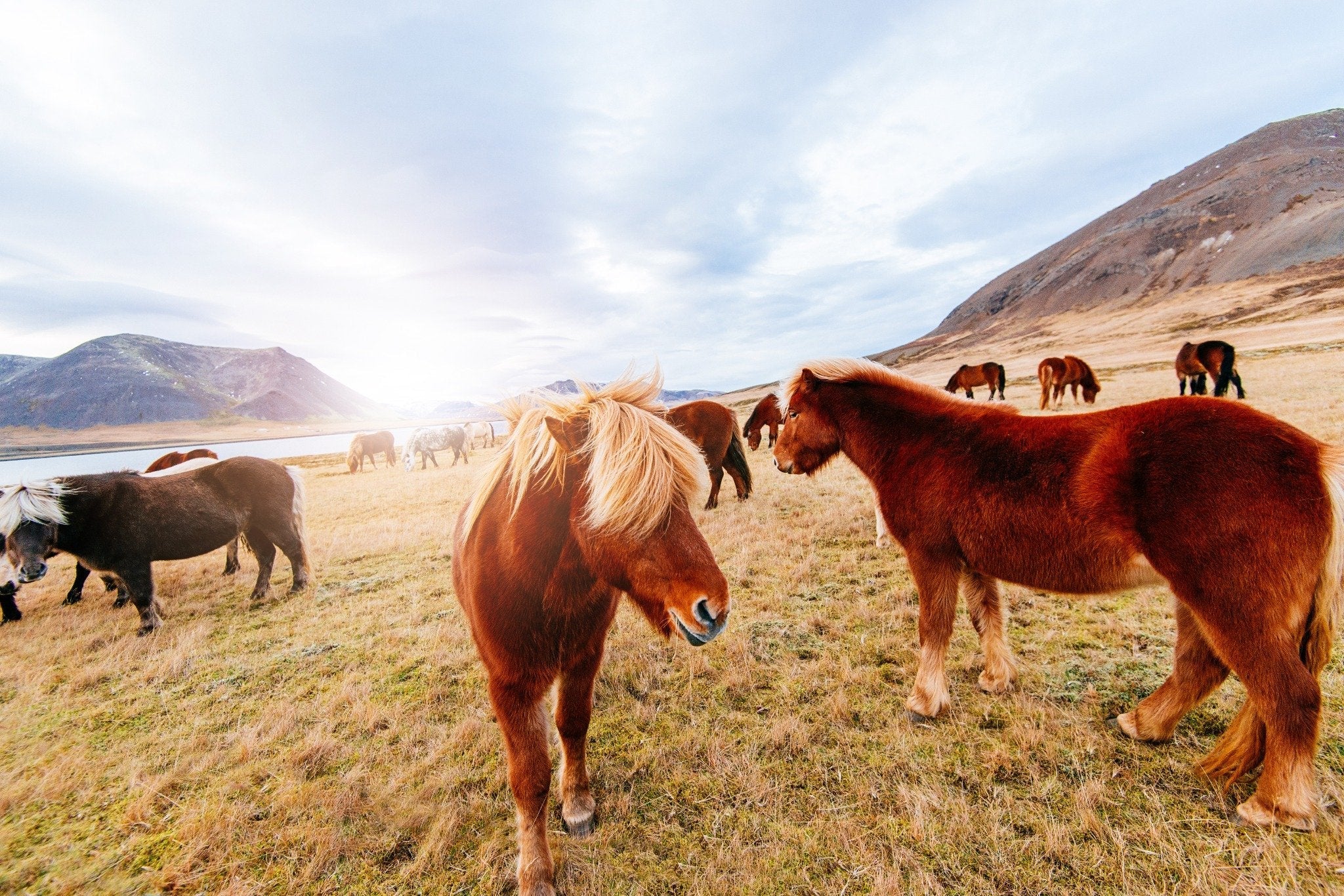 The Icelandic Horse – A Living Symbol of Iceland