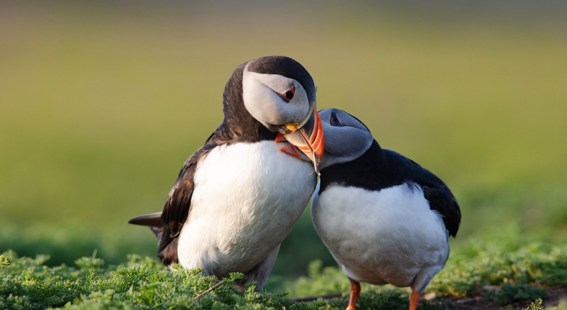 Ultimate Puffin Guide