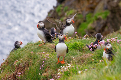 South Coast Day Tour in a Small Group