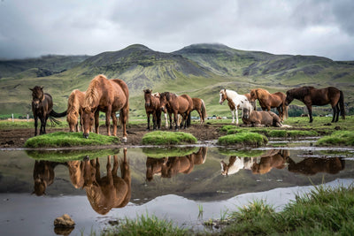 Golden Circle Day Tour in a Small Group